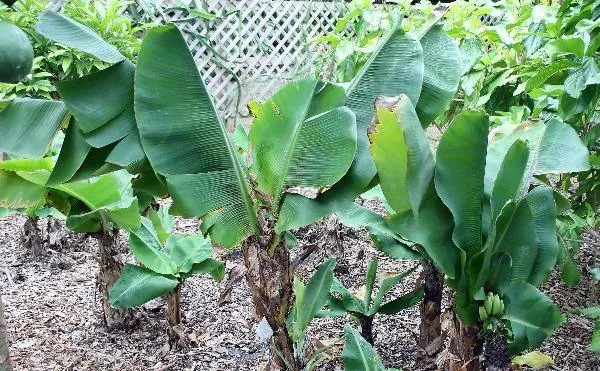 Musa acuminata | Dwarf Banana | 10 Seeds