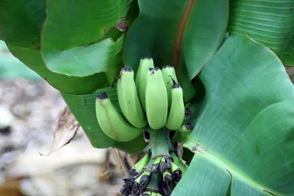 Musa acuminata | Dwarf Banana | 10 Seeds