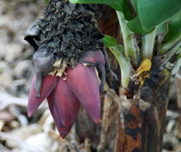 Musa acuminata | Dwarf Banana | 10 Seeds