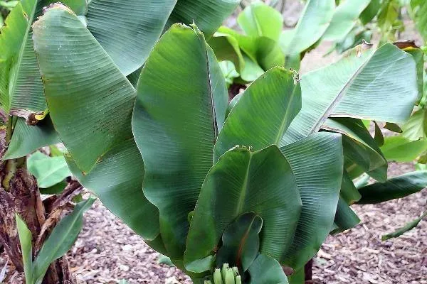 Musa acuminata | Dwarf Banana | 10 Seeds